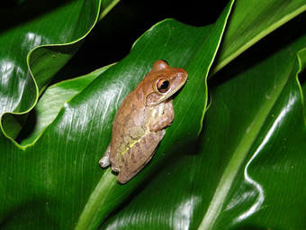 Exotic species: Cuban tree frogs